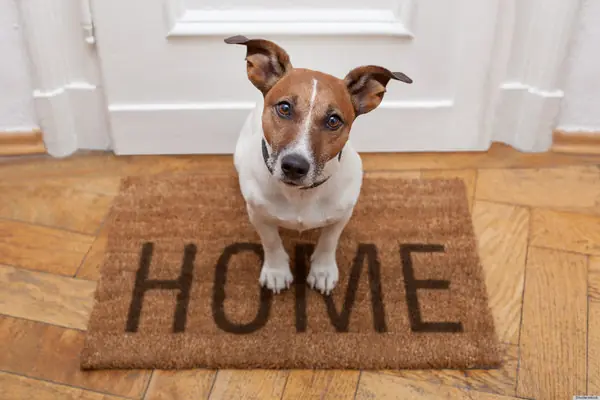 How to Pet-Proof Your Home